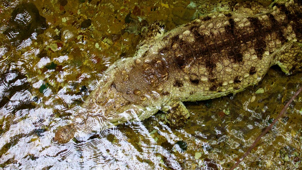 Dallas World Aquarium showing marine life and dangerous animals