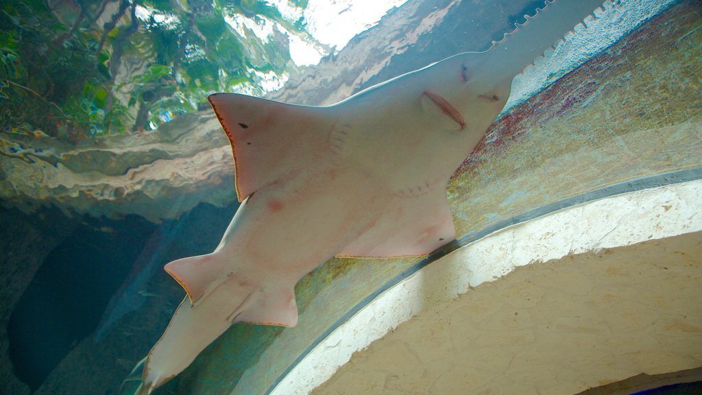 Dallas World Aquarium which includes marine life and interior views