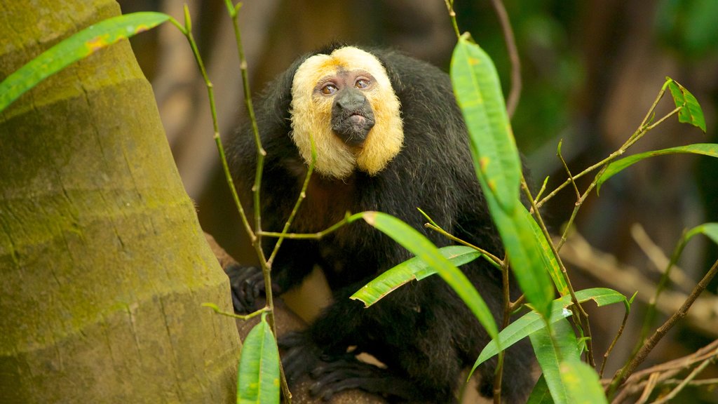 Dallas World Aquarium showing zoo animals