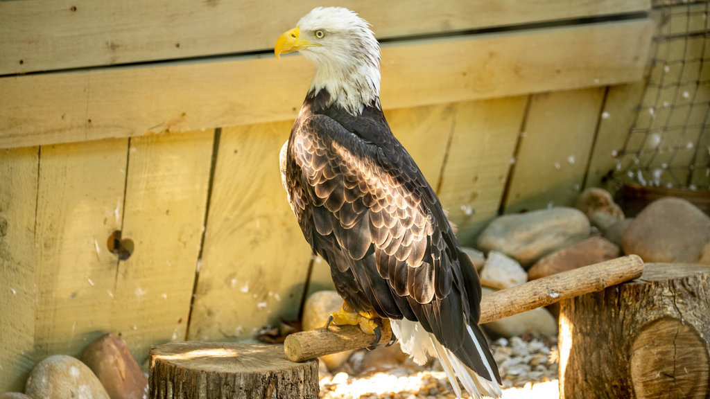 Dollywood which includes bird life