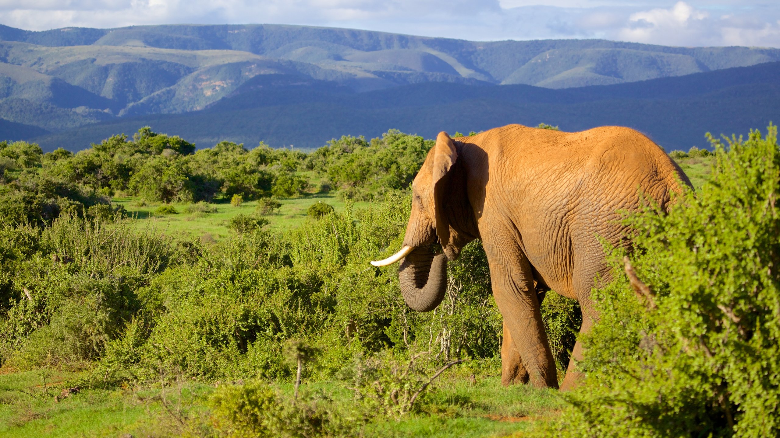 Parc national des éléphants d\'Addo mettant en vedette panoramas, animaux terrestres et forêts