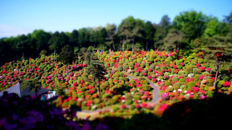 5 Bucket-List Worthy Flower Festivals in Japan - Japan Airlines