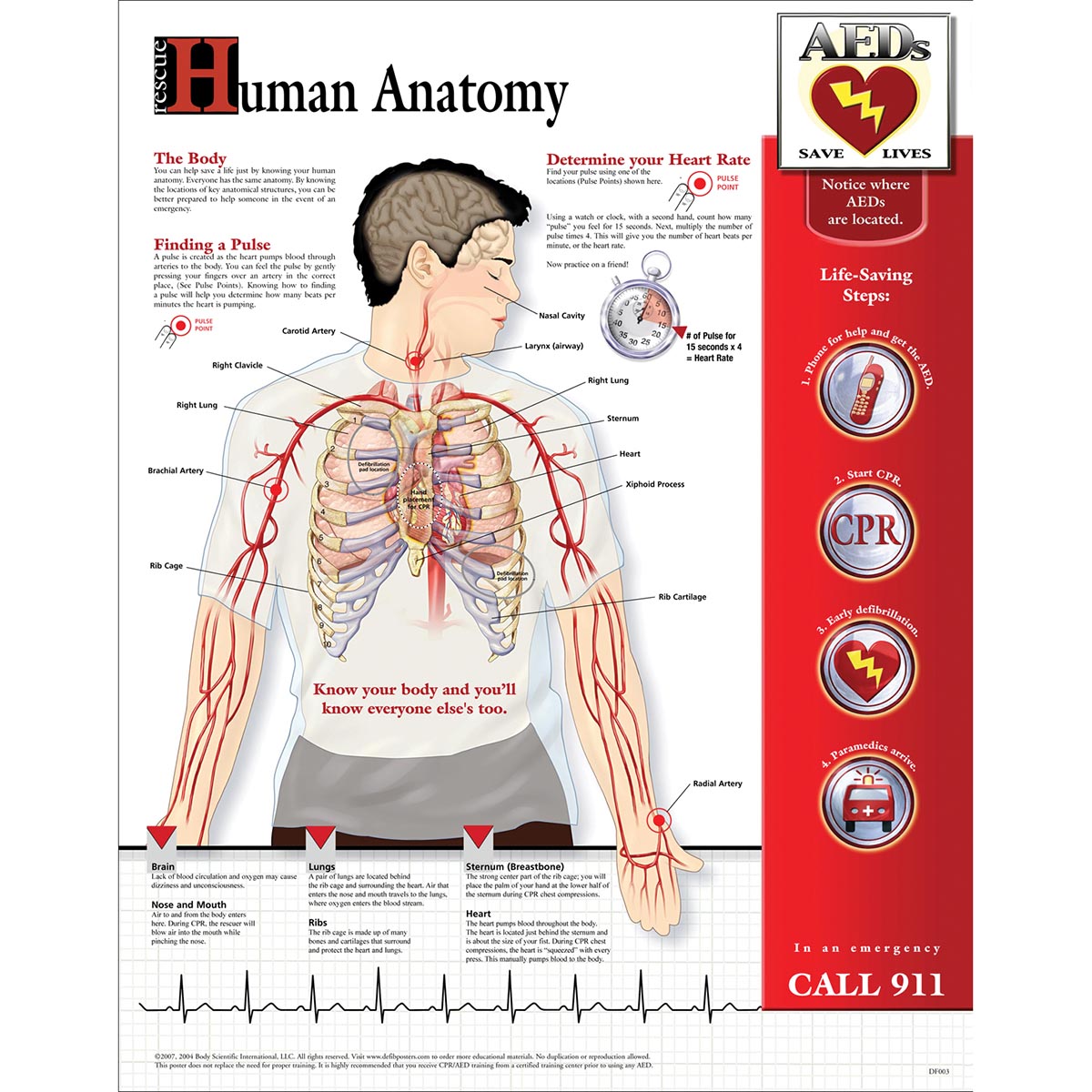 Basic Anatomy Chart