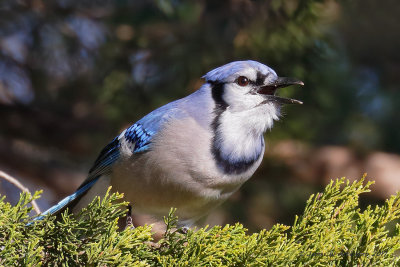 Jays, Magpie, Crows & Ravens