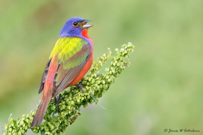 Towhees, Sparrows, Grosbeaks, Tanagers, Buntings & Dickcissel