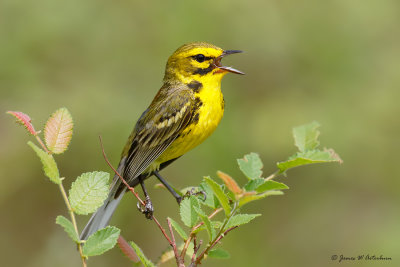 Warblers