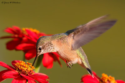 Swifts, Hummingbirds, Kingfishers & Woodpeckers