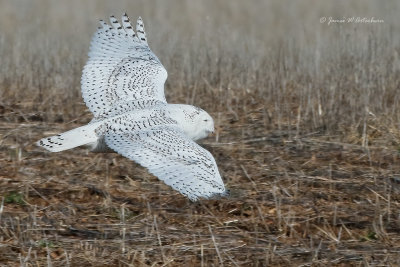 Owls & Goatsuckers