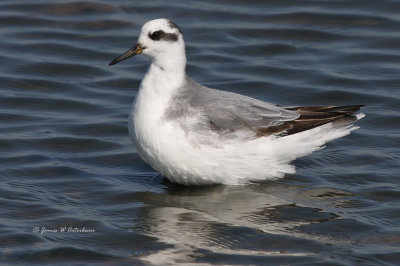 Shorebirds