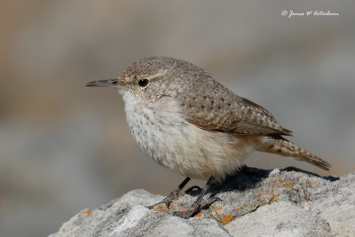 Nuthatches, Creeper, Wrens & Kinglets