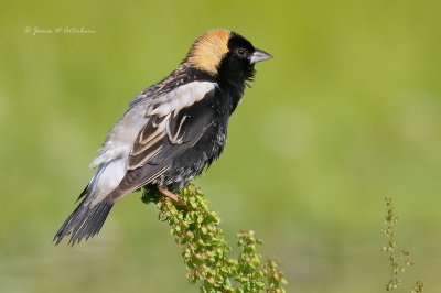 Bobolink, Meadowlarks, Blackbirds & Orioles