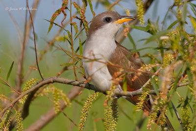 Pigeons, Doves Cuckoos & Roadrunner