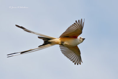 Flycatchers, Kingbirds, Shrikes & Vireos