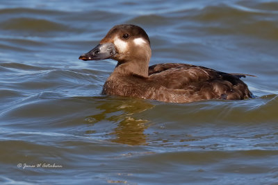 Waterfowl