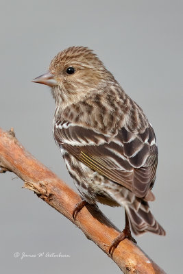 Finches, Crossbills, Siskin & Goldfinches