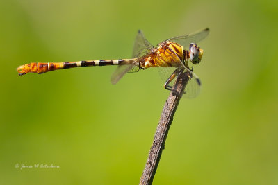 Dragonflies