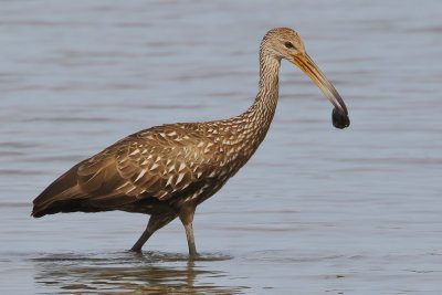 Rails, Gallinule, Coot, Cranes & Limpkin