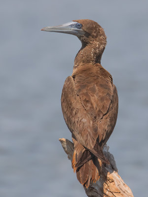 Pelicans, Boobies, Cormorants, Frigatebirds & Waders