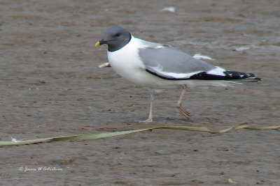 Jaegers, Gulls, Terns & Skimmer