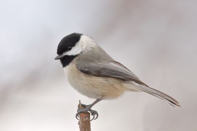 Larks, Swallows, Chickadees,Titmouse, Bushtit & Verdin