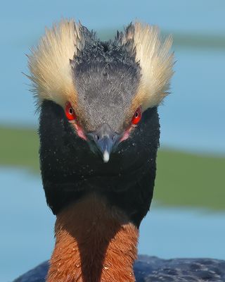 Loons & Grebes