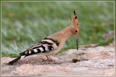 Mediterranean Wildlife