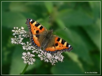 insekten (insects)