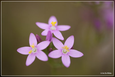 wilde planten (wild plants)