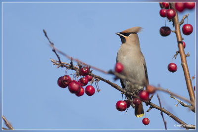 vogels birds