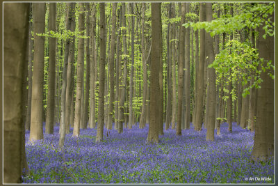 natuur in Belgie (Nature in Belgium)