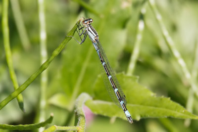 Damselflies