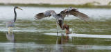 tricolor heron and reddish egret