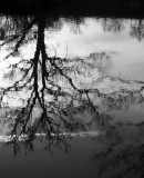 # 4 ~ Upside-down/Water Reflection