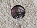 Carolina Wren in nest_9906.jpg