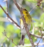 Pine Warbler_0670.jpg