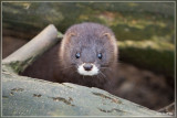 Europese nerts - Mustela lutreola