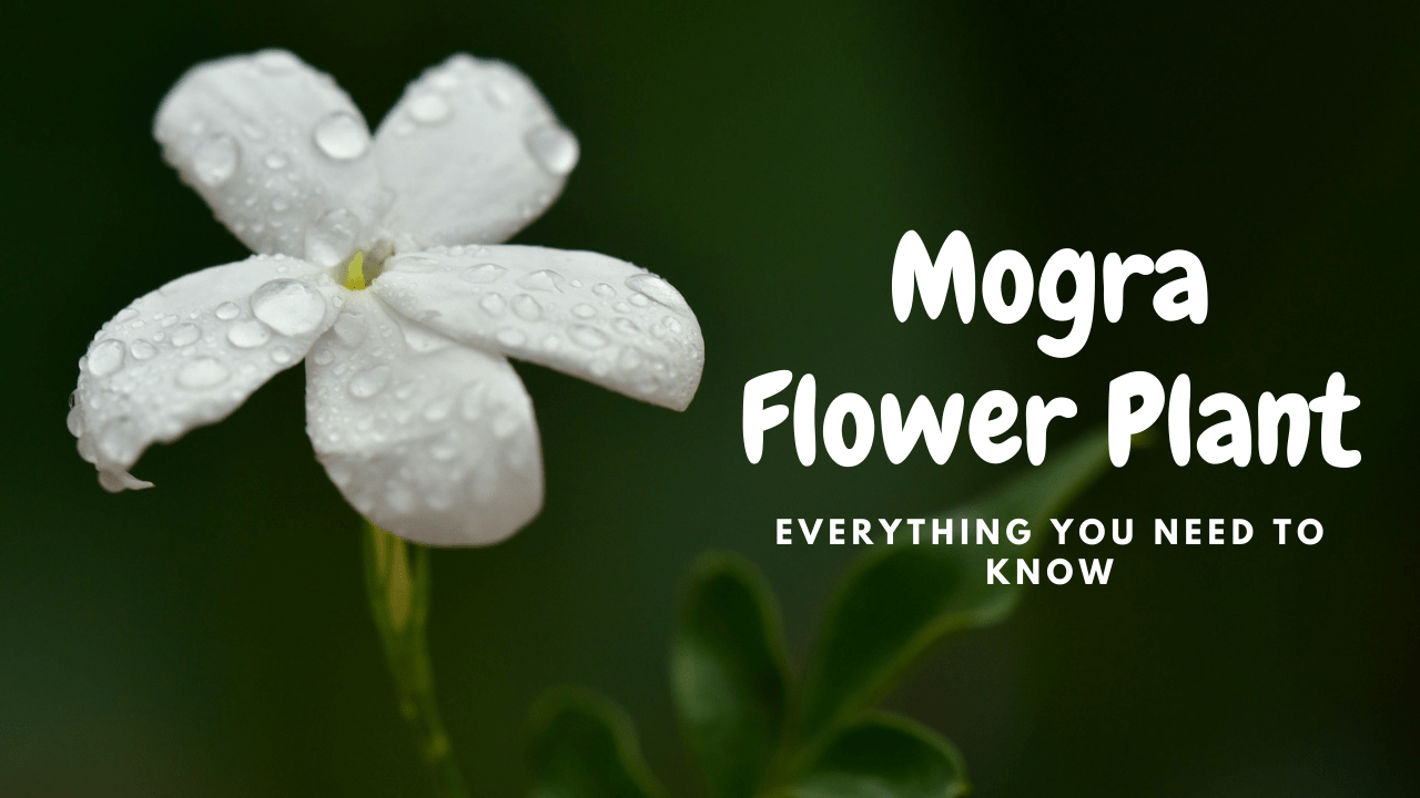 Mogra Flower Plant - How To Grow, Care & Benefits