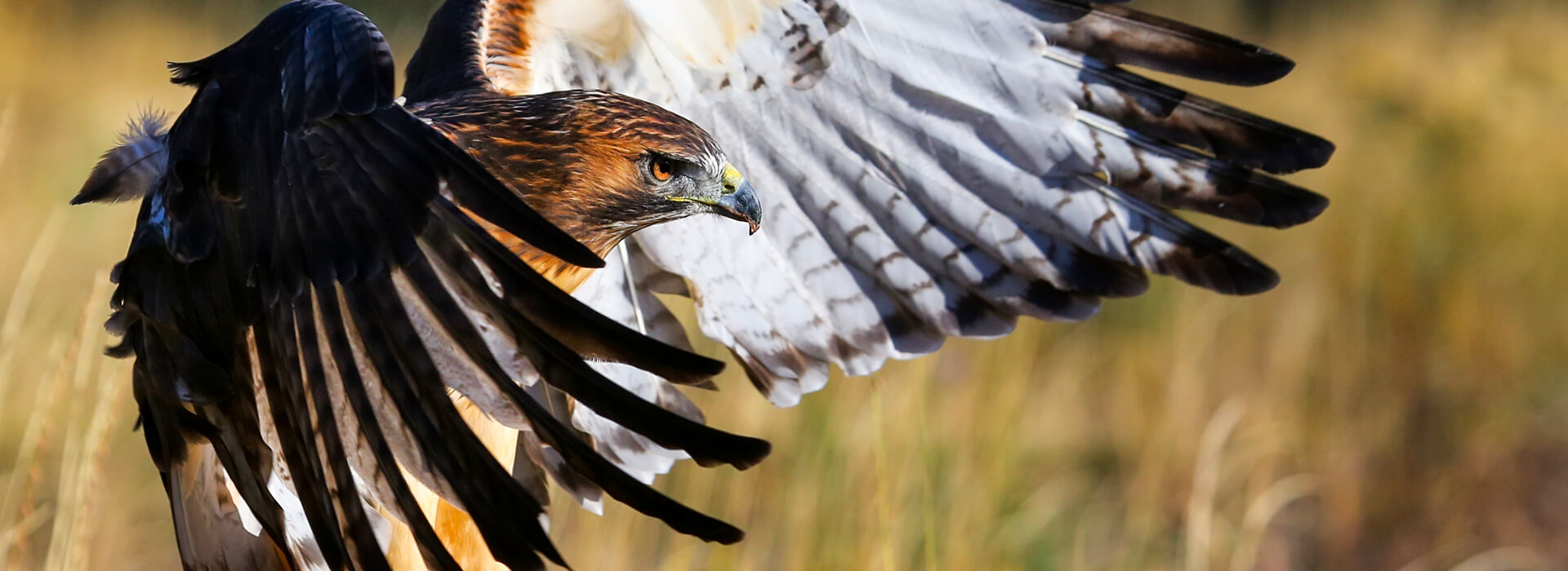 Red-tailed Hawk, Don Mammoser, Shutterstock