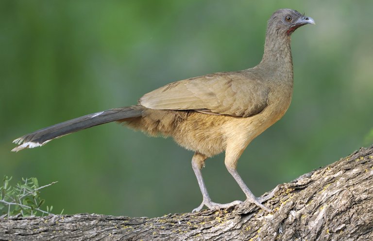 Plain Chachalaca by Tim Zurowski, Shutterstock