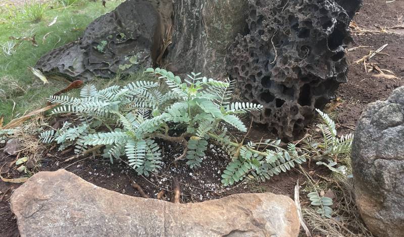 maui native plants in west maui