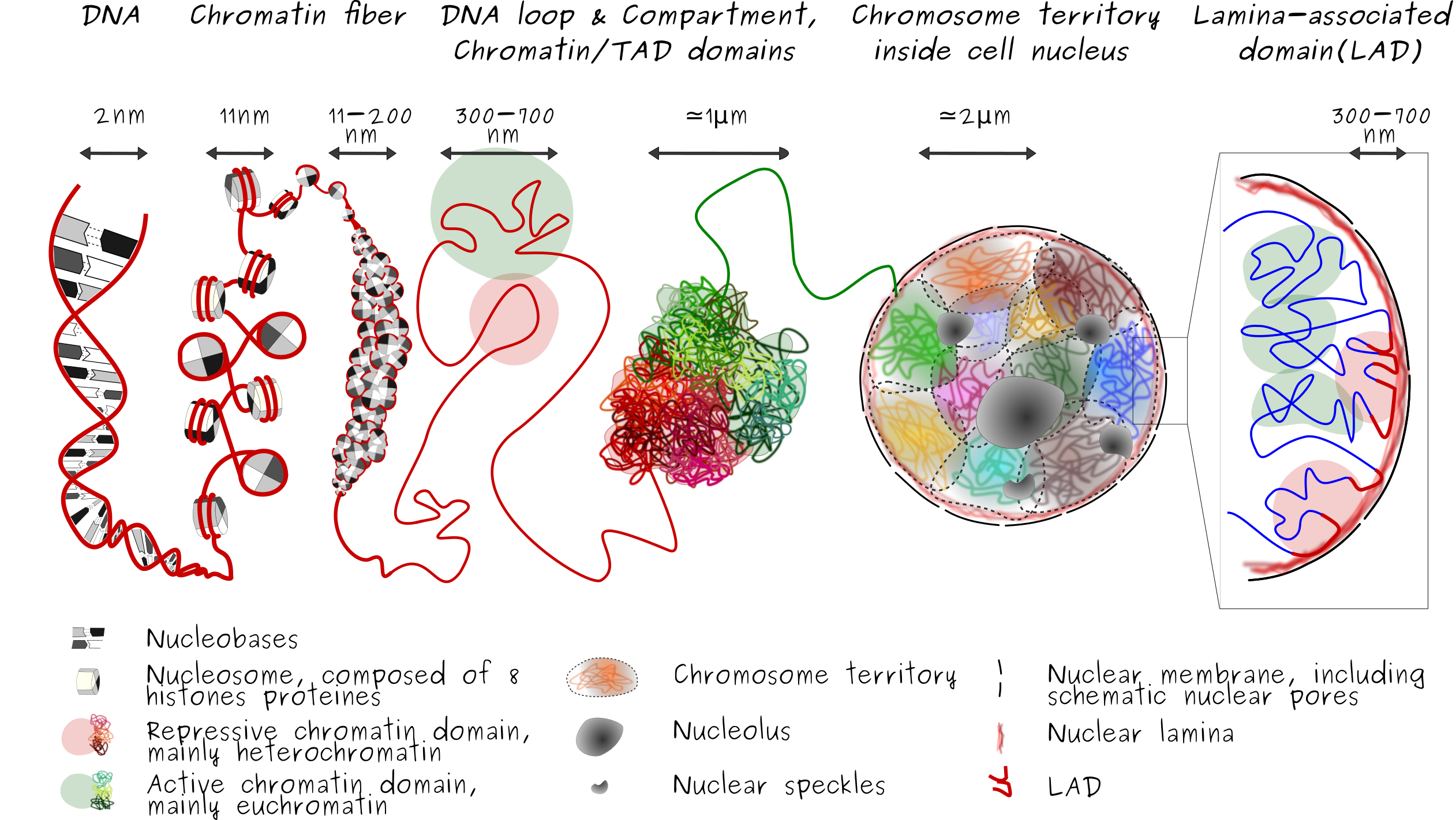 Mapping The Topology Of The Human Genome - vrogue.co