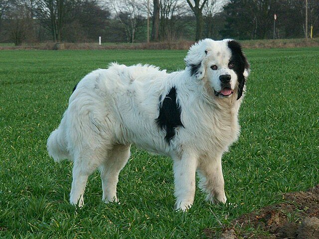 Landseer