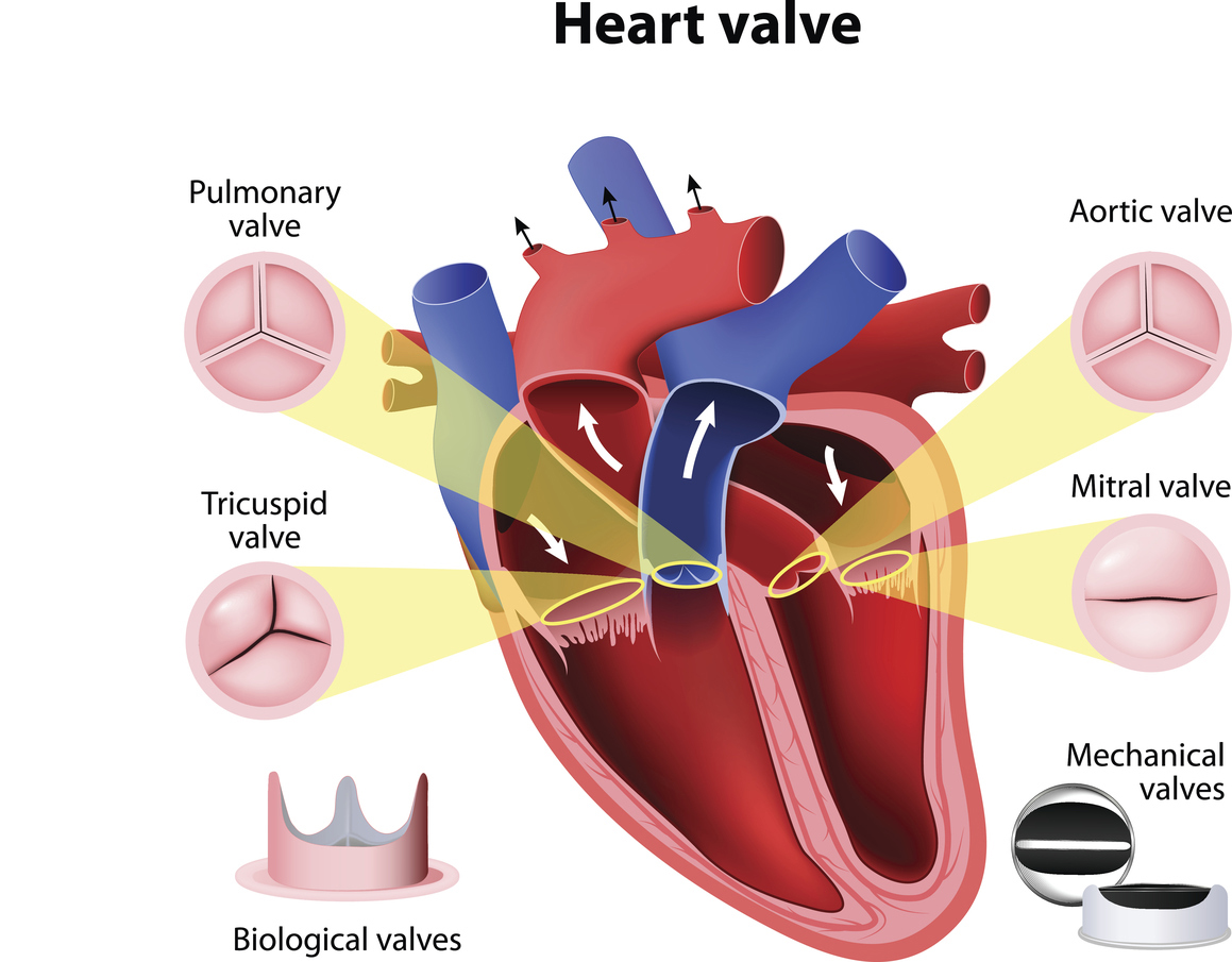 Heart Valves Diagram