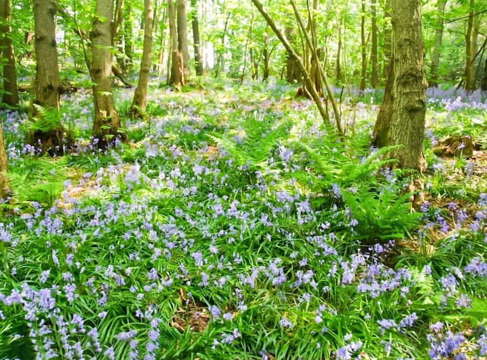 In the area at Appletree Cottage in Peasmarsh, East Sussex