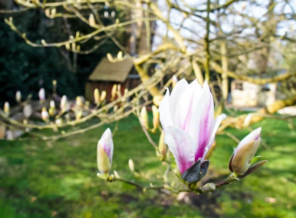 The area around Appletree Cottage at Appletree Cottage in Peasmarsh, East Sussex