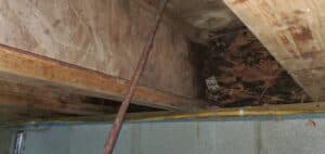 I joist that is damp & rotting