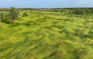 Salt marsh habitat by Ray Hennessy