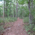 ac paintball forest field