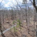 paintball forest pathway