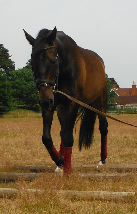 Horse Physiotherapy Exercise